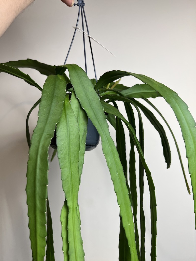 Epiphyllum ackermanii