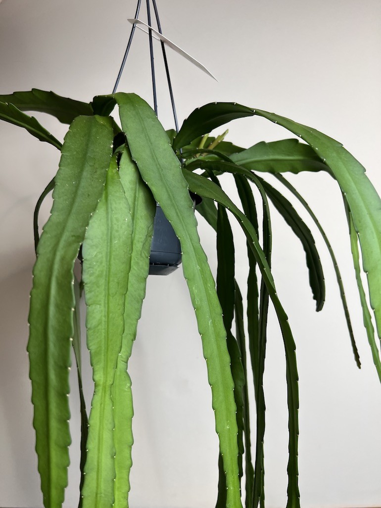 Epiphyllum ackermanii