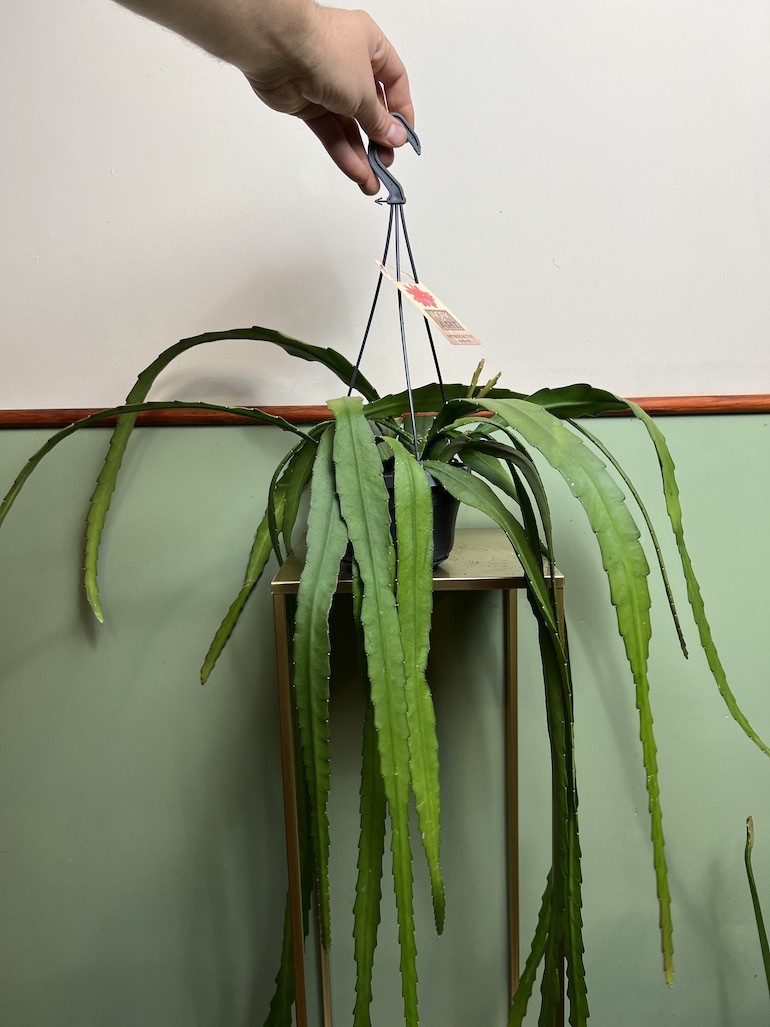 Epiphyllum ackermanii
