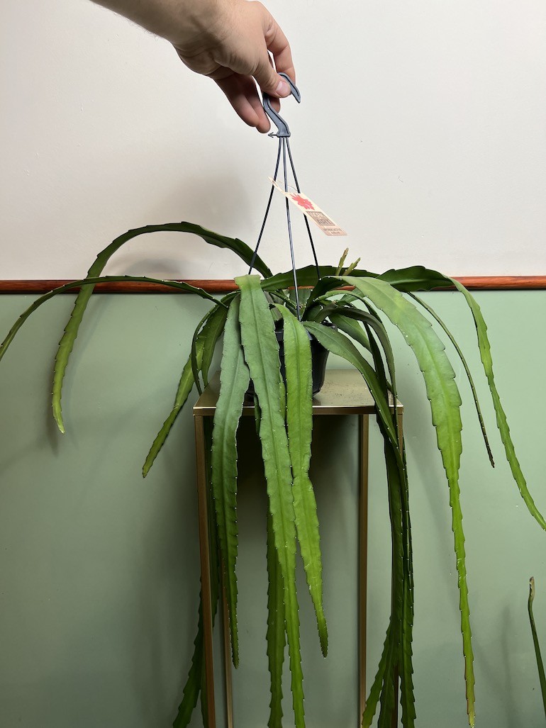 Epiphyllum ackermanii