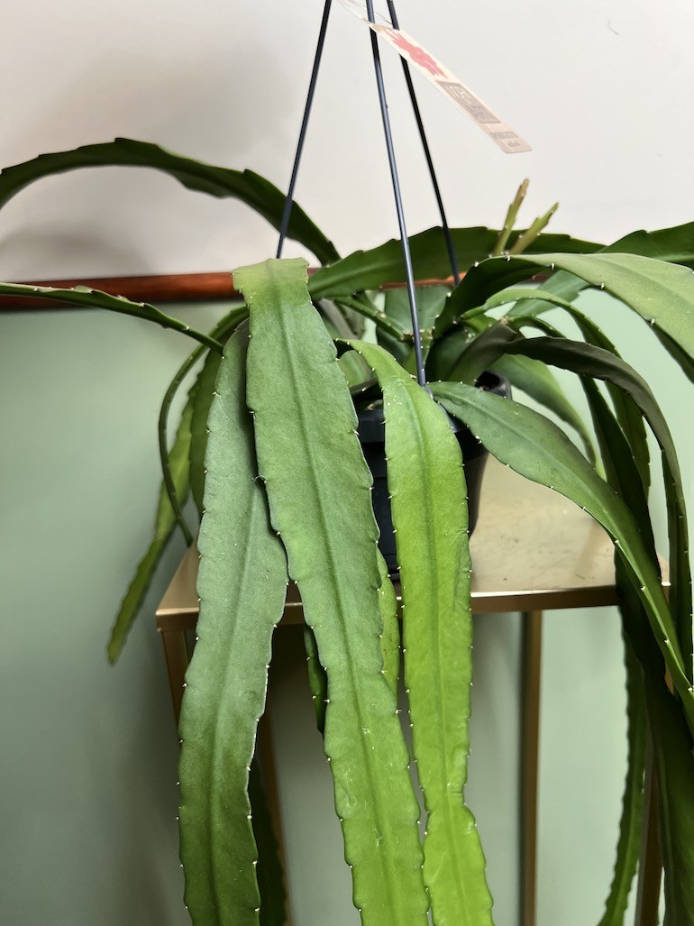 Epiphyllum ackermanii