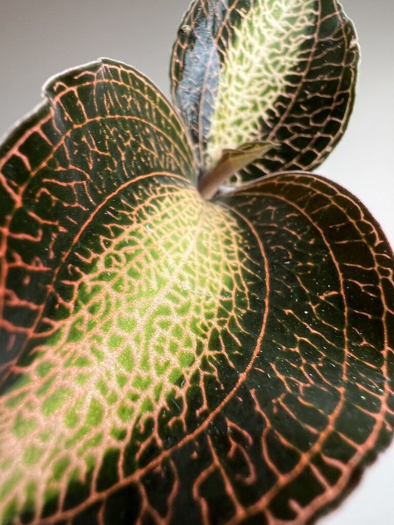 Storczyk|Macodes Petola Pearl