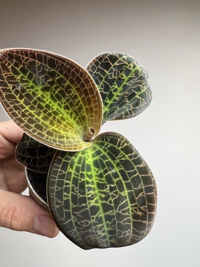 Macodes Petola Tiger Eye | Storczyk