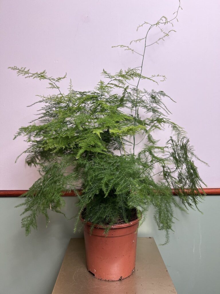 Asparagus Setaceus
