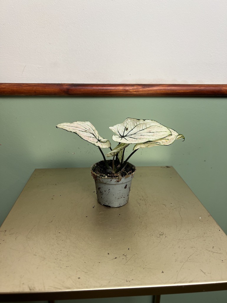 Caladium Saga