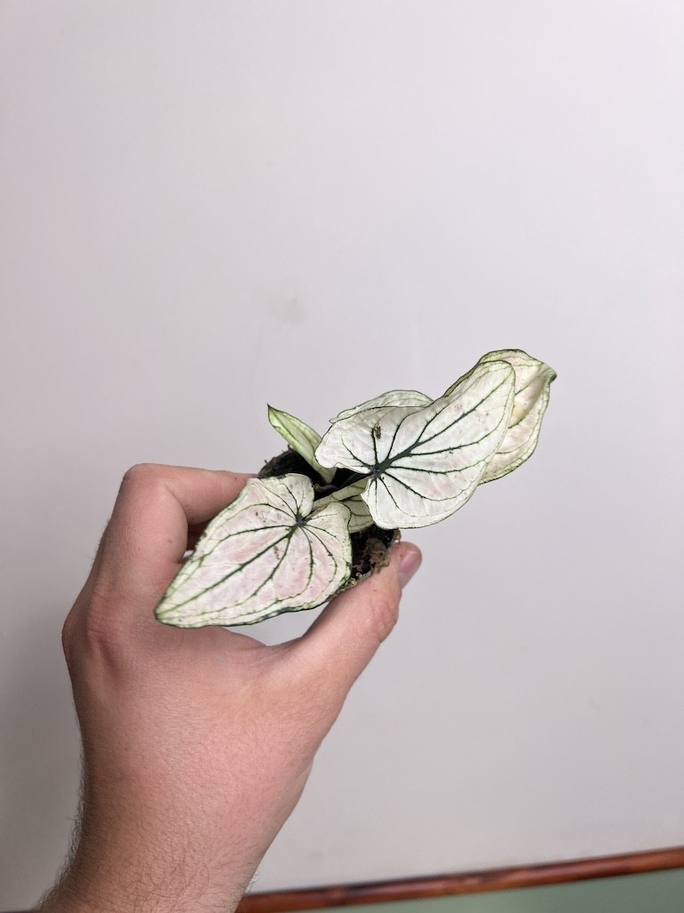 Caladium Saga
