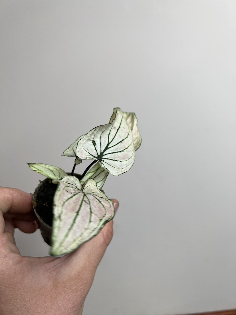 Caladium Saga