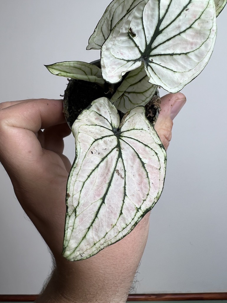 Caladium Saga