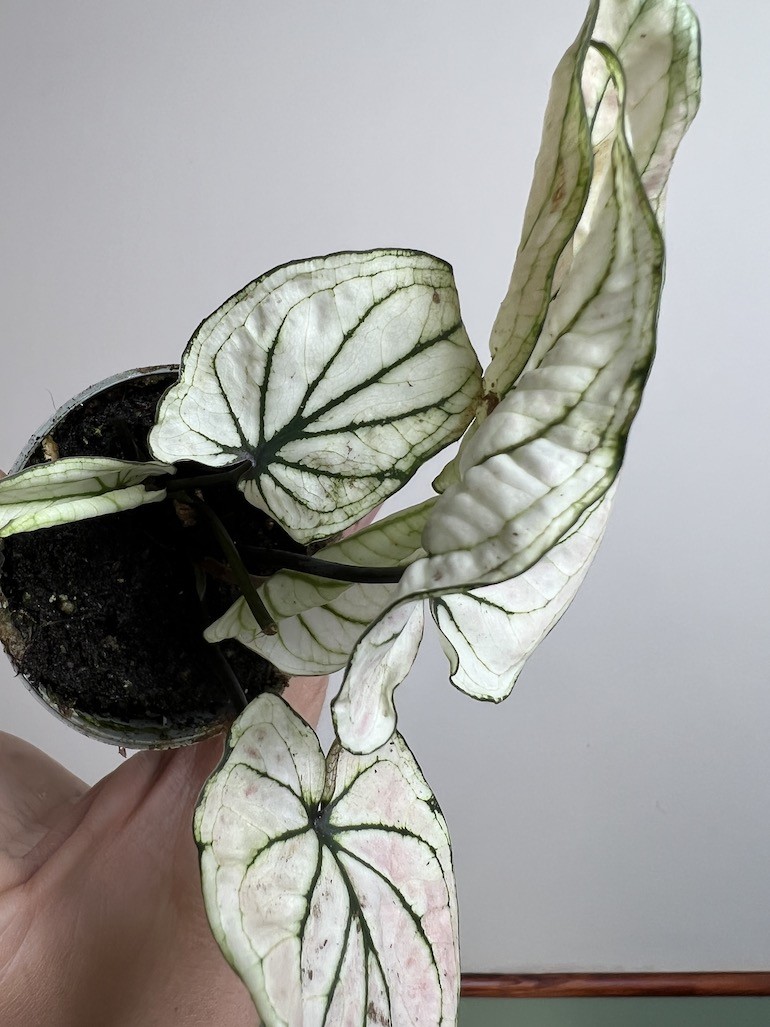 Caladium Saga