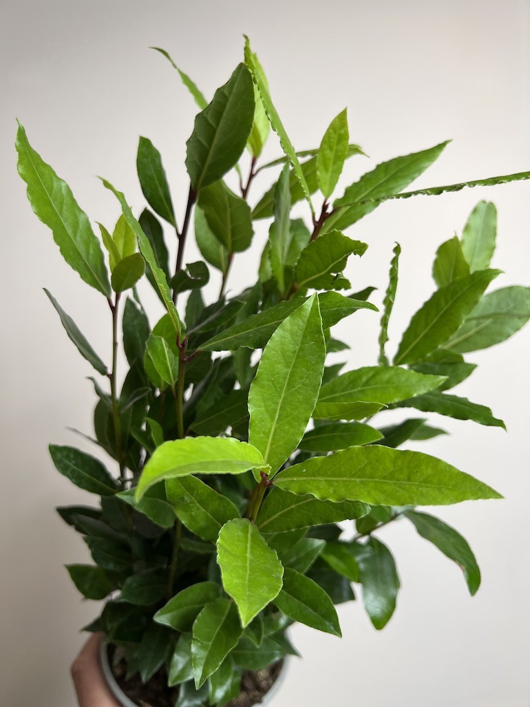 Laurus nobilis | Liść Laurowy