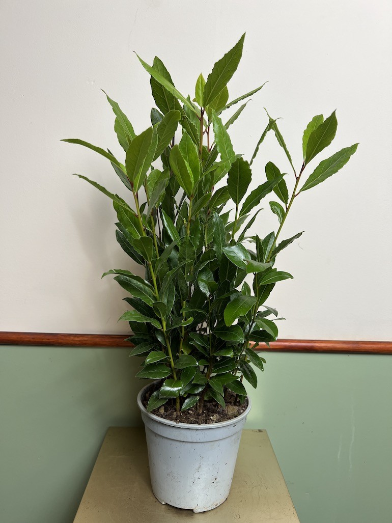 Laurus nobilis | Liść Laurowy