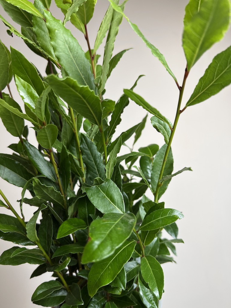 Laurus nobilis | Liść Laurowy