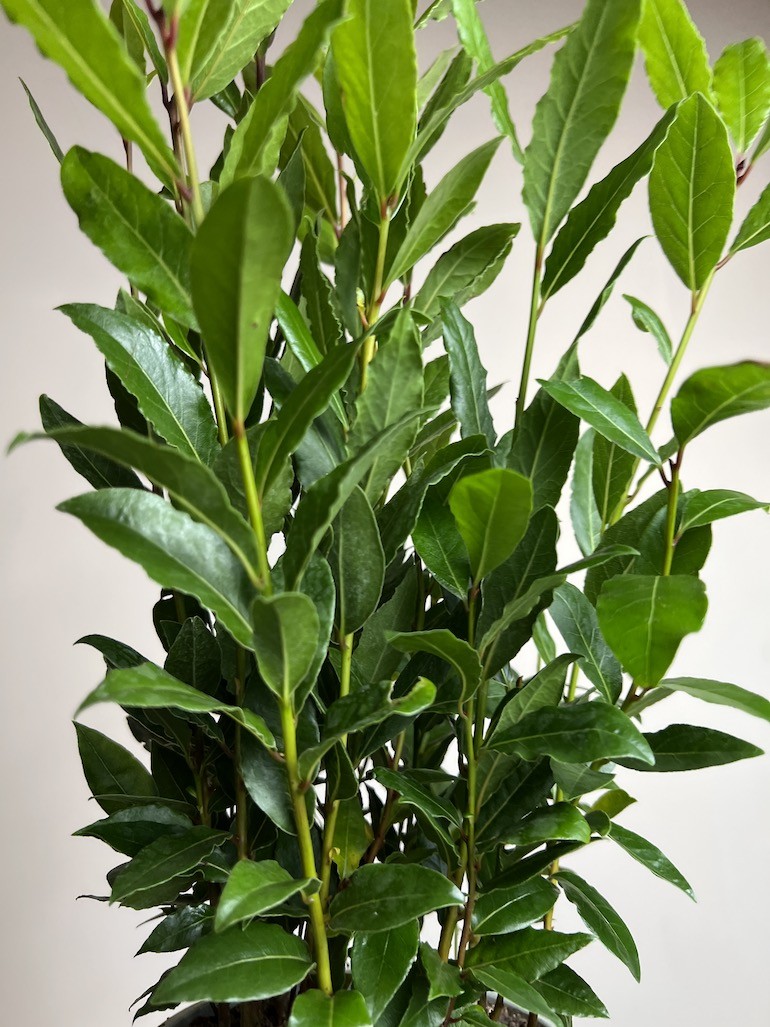 Laurus nobilis | Liść Laurowy