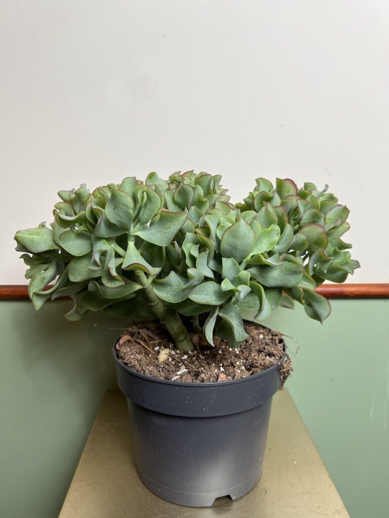 Crassula Curly