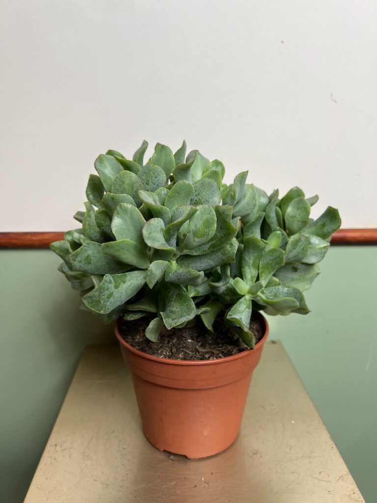 Crassula Arborescens