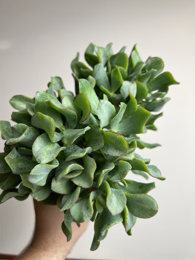 Crassula Arborescens