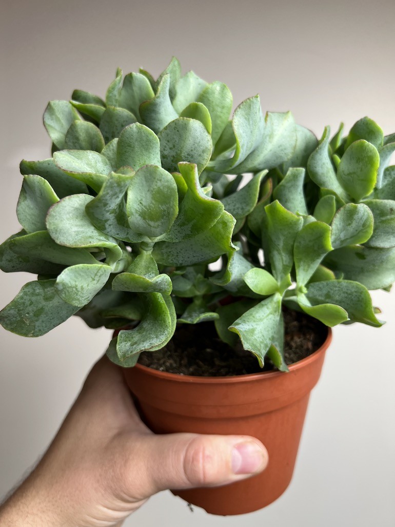 Crassula Arborescens