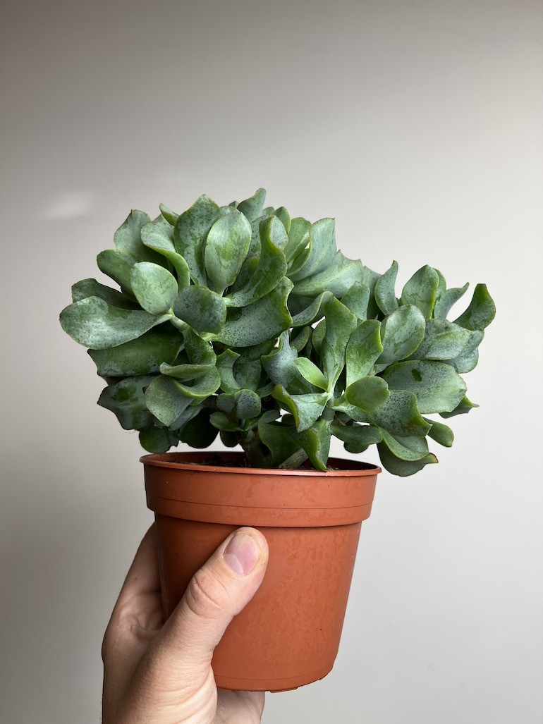 Crassula Arborescens