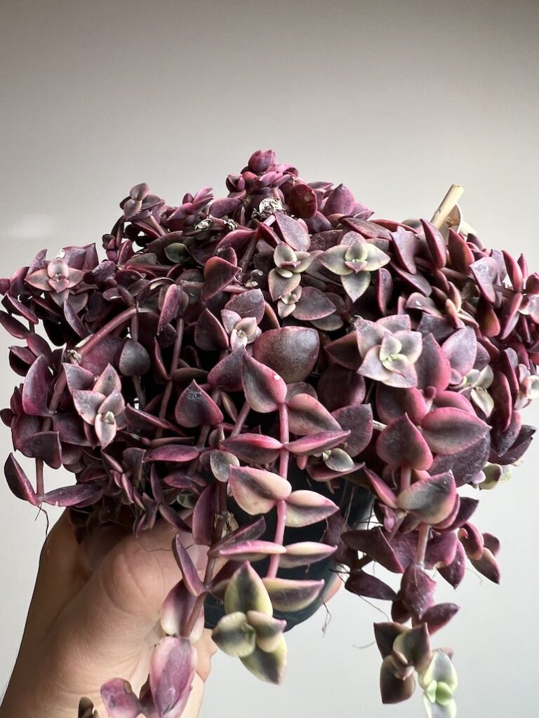 Crassula Marginalis