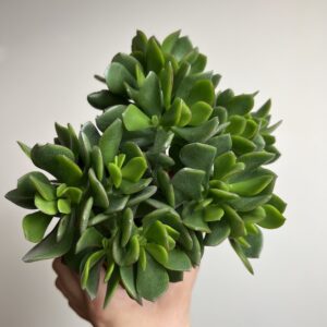 Crassula Sunset
