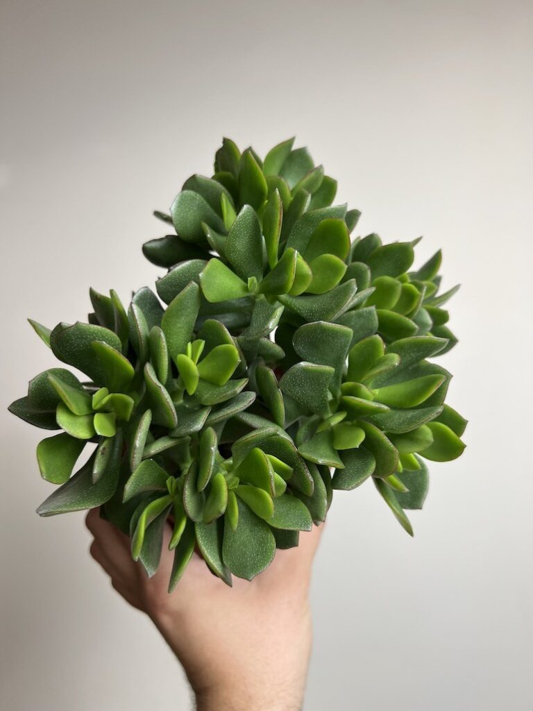 Crassula Sunset