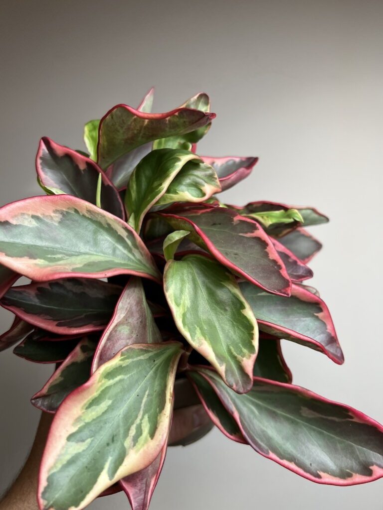 Peperomia Ginny