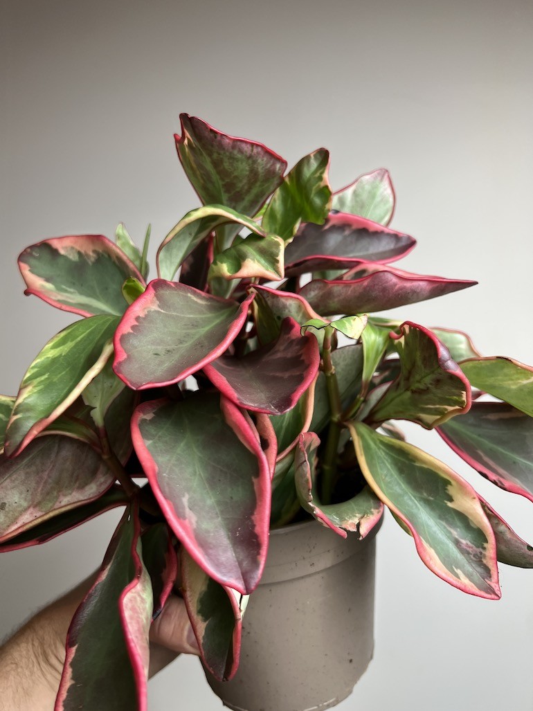 Peperomia Ginny