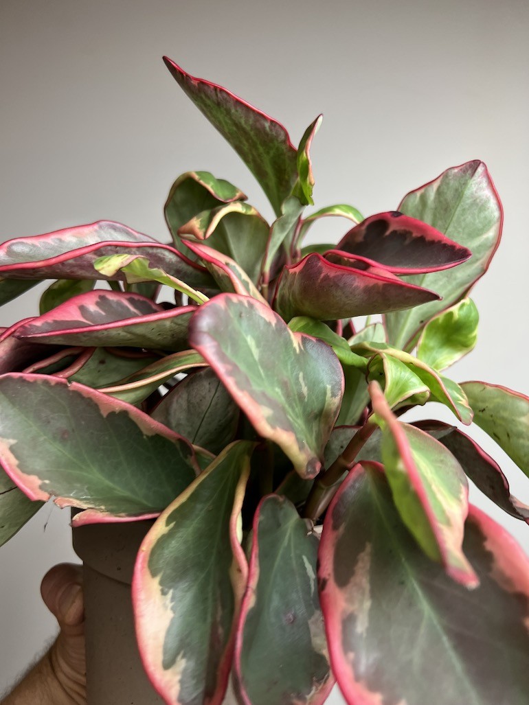 Peperomia Ginny