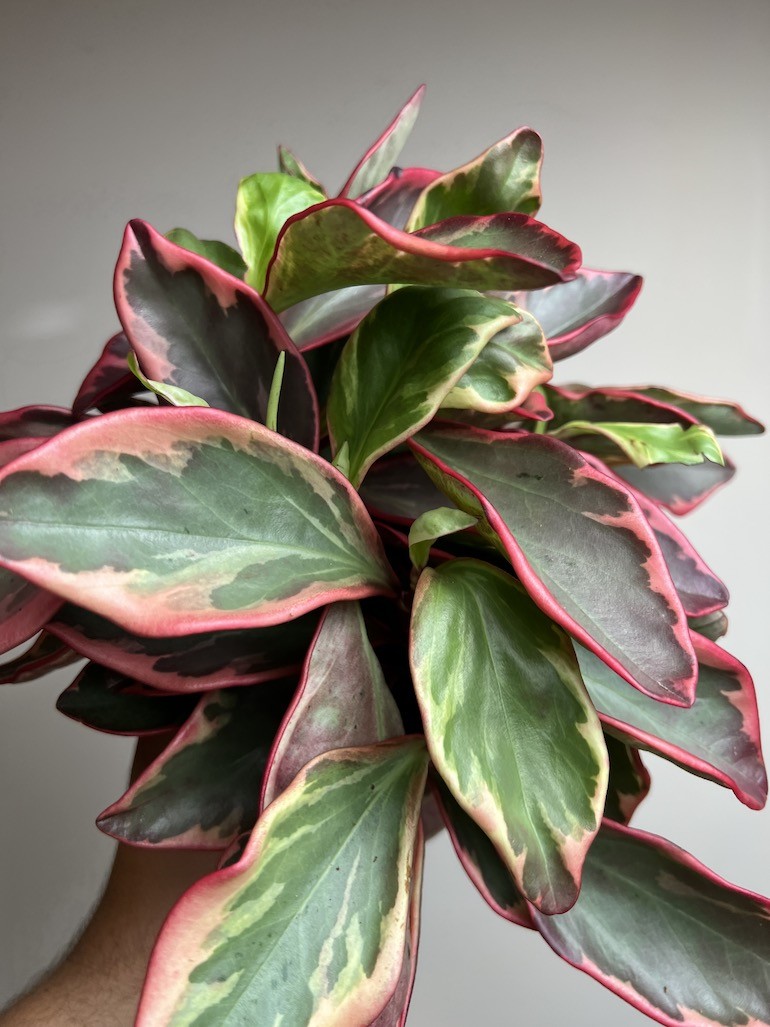 Peperomia Ginny