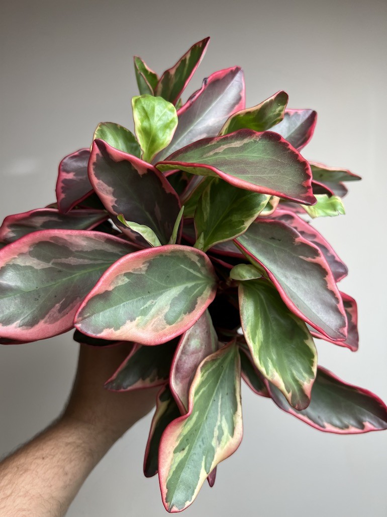 Peperomia Ginny