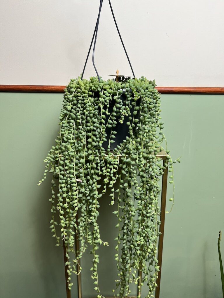 Senecio Herreianus