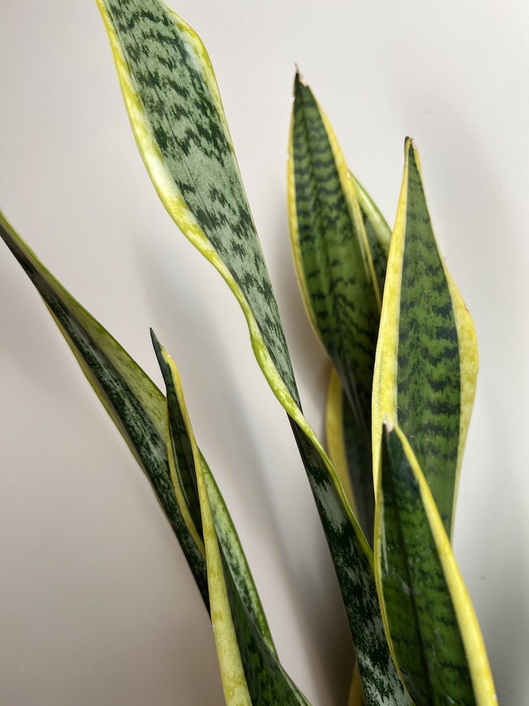 Sansevieria Laurentii Wężownica