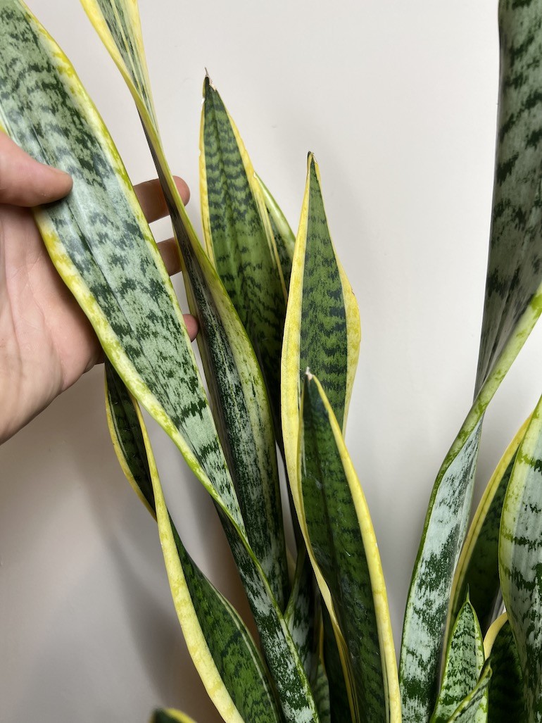 Sansevieria Laurentii Wężownica
