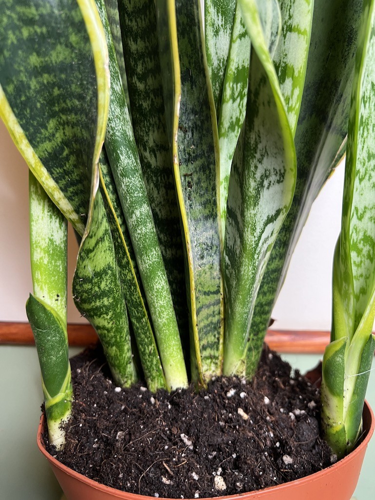 Sansevieria Laurentii Wężownica