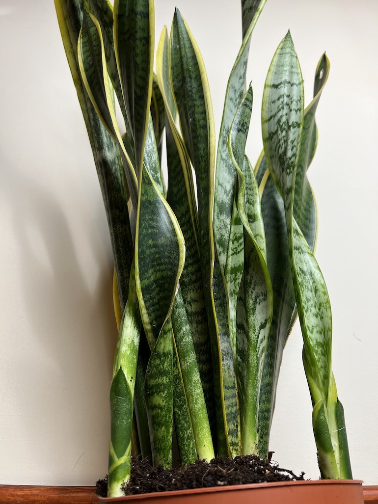 Sansevieria Laurentii Wężownica