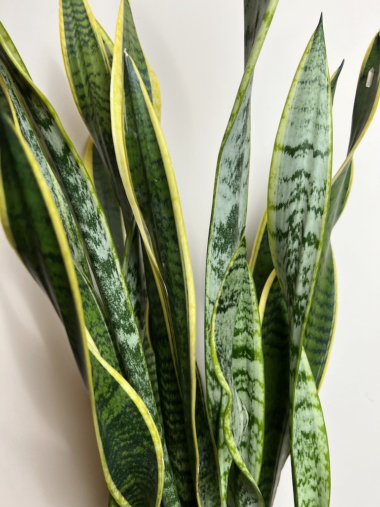 Sansevieria Laurentii Wężownica