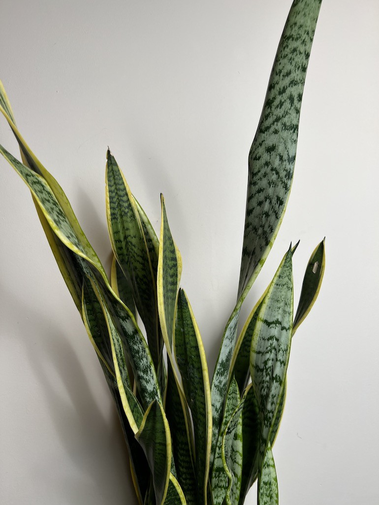 Sansevieria Laurentii Wężownica