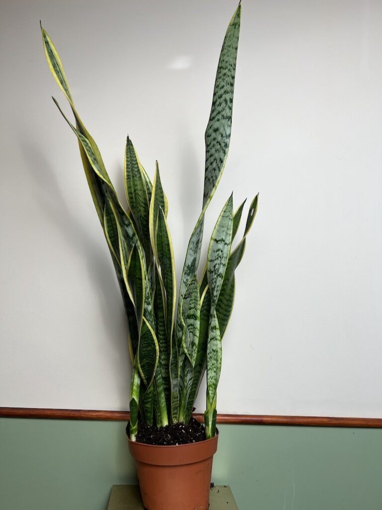 Sansevieria Laurentii Wężownica