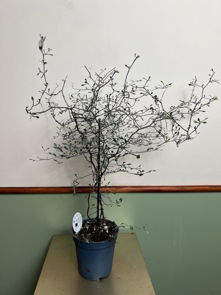 Corokia cotoneaster