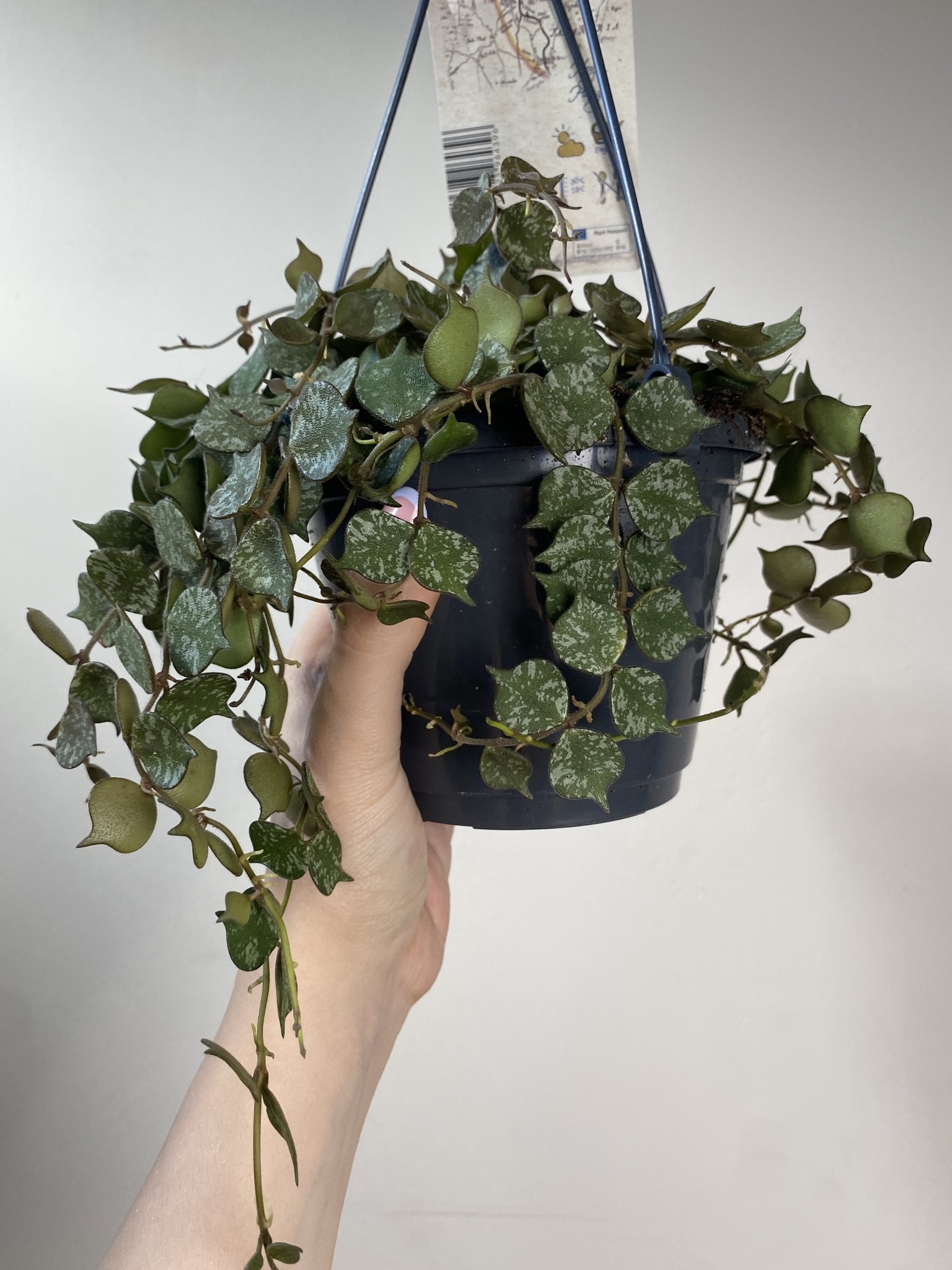 Hoya Curtisii | Sadzonka Rośliny