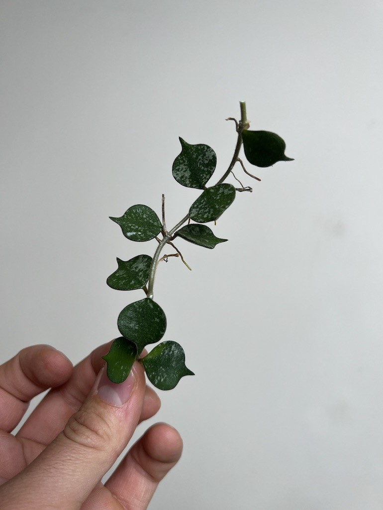 Hoya Curtisii | Sadzonka Rośliny