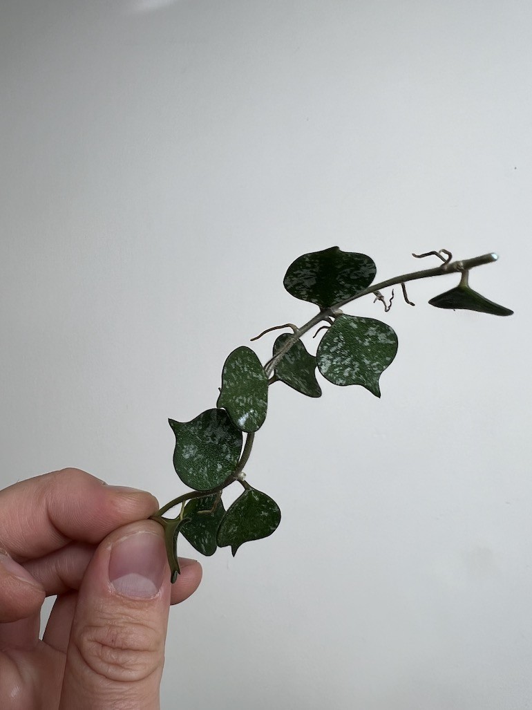 Hoya Curtisii | Sadzonka Rośliny