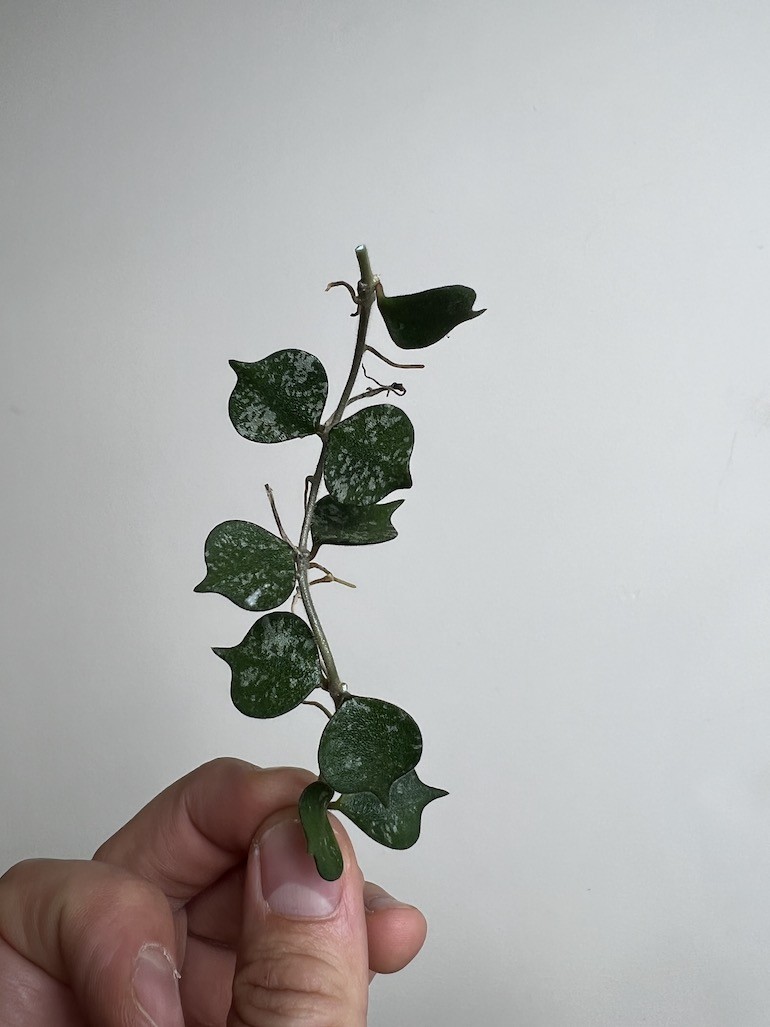 Hoya Curtisii | Sadzonka Rośliny