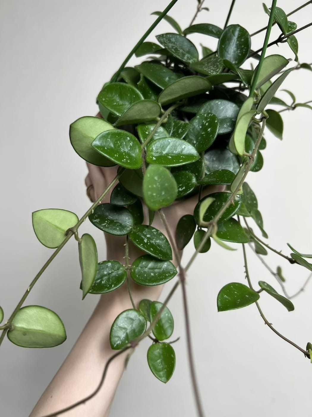 Hoya Mathilda