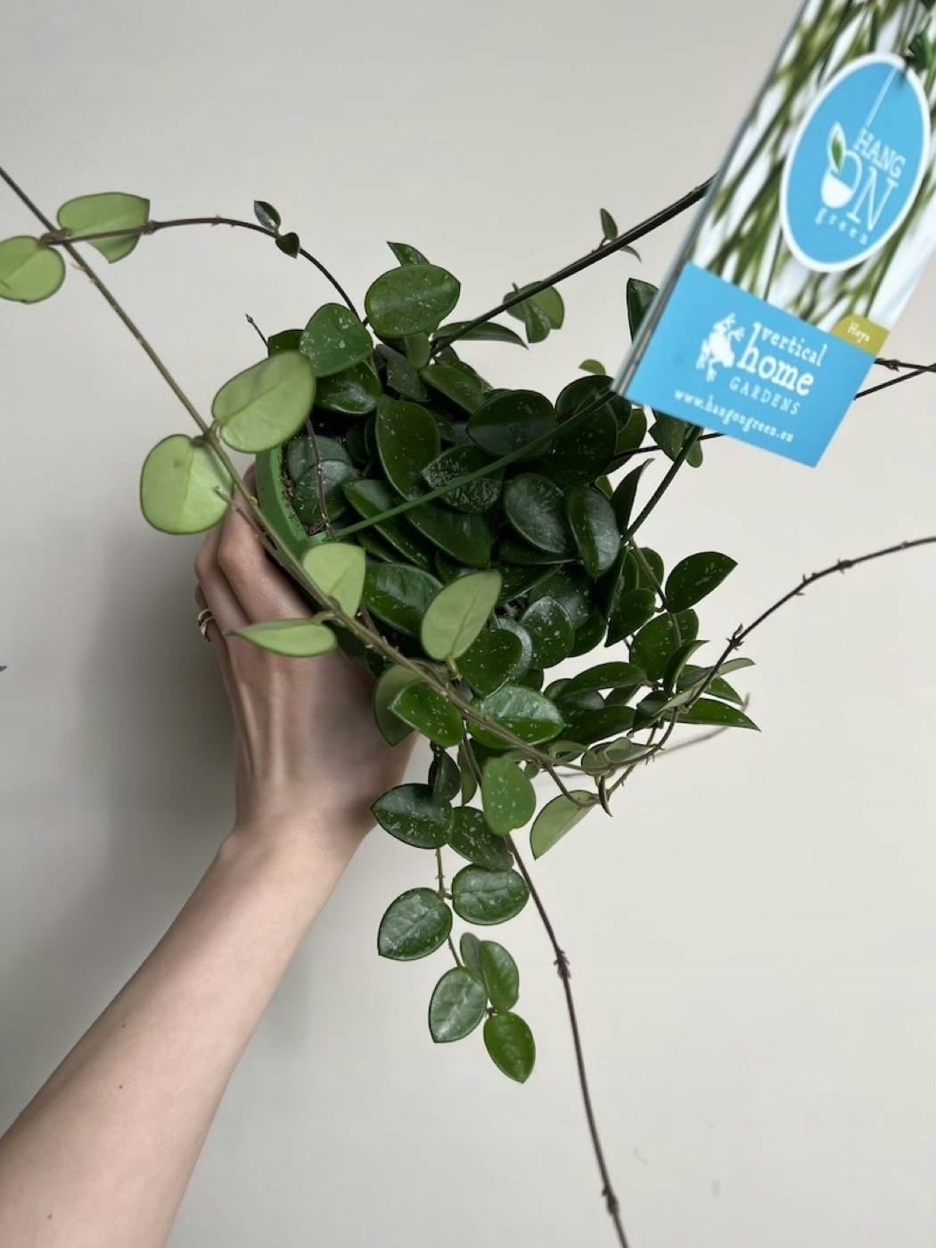 Hoya Mathilda