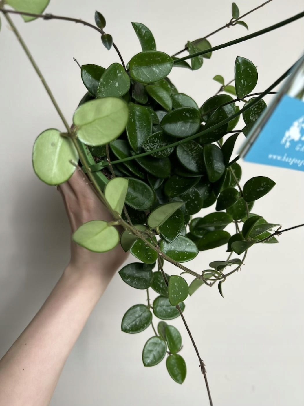 Hoya Mathilda