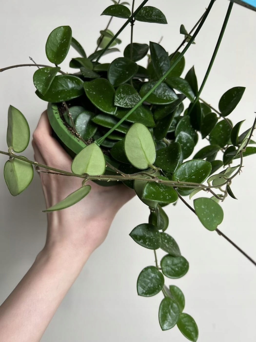 Hoya Mathilda