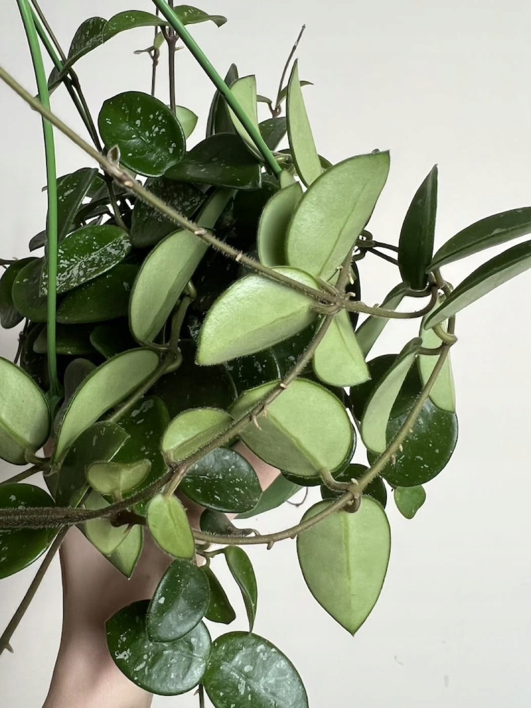 Hoya Mathilda