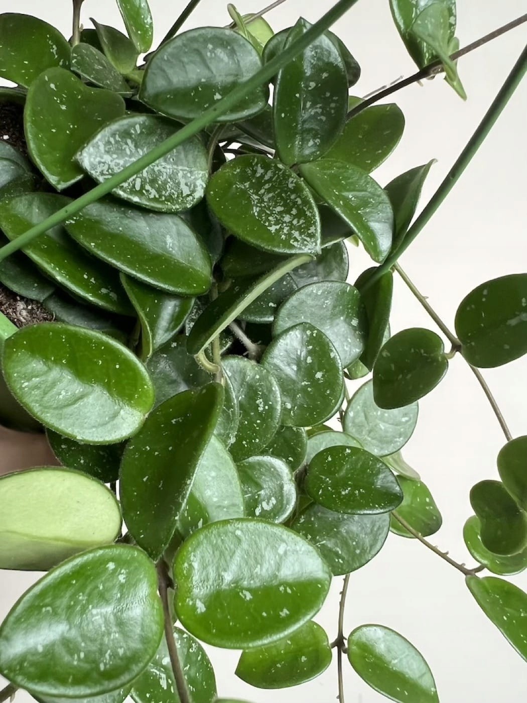 Hoya Mathilda