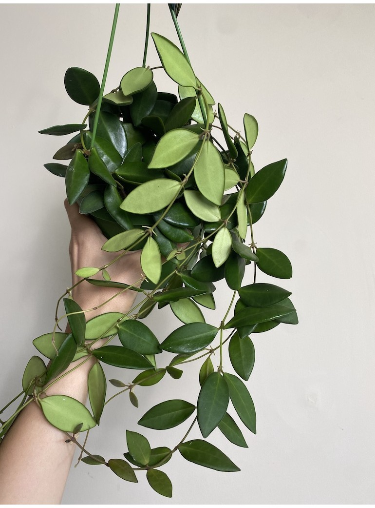 Hoya Burtoniae | Sadzonka Cięta